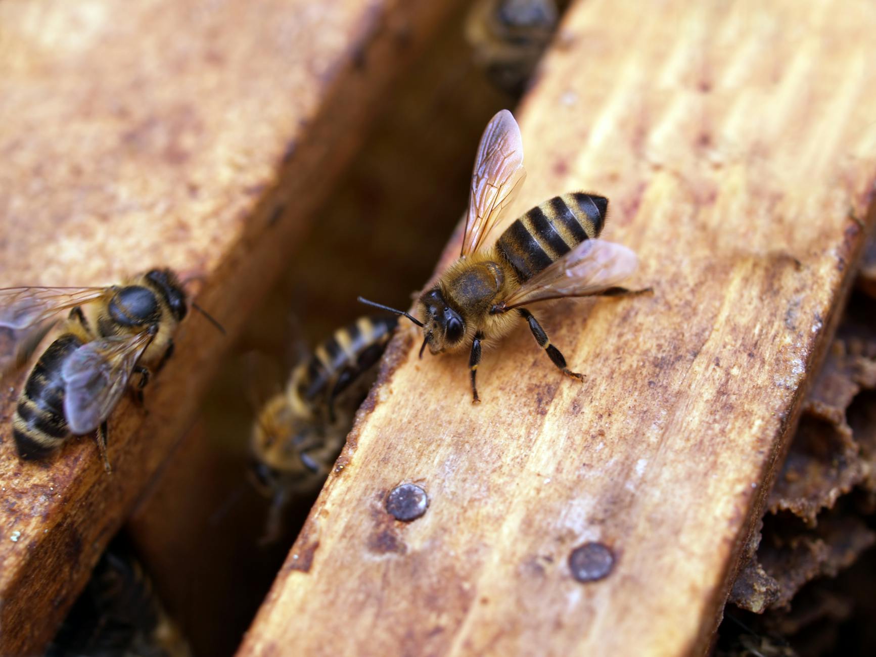 Weltbienentag: Bedeutung, Feier und wie Bienen unsere Welt retten